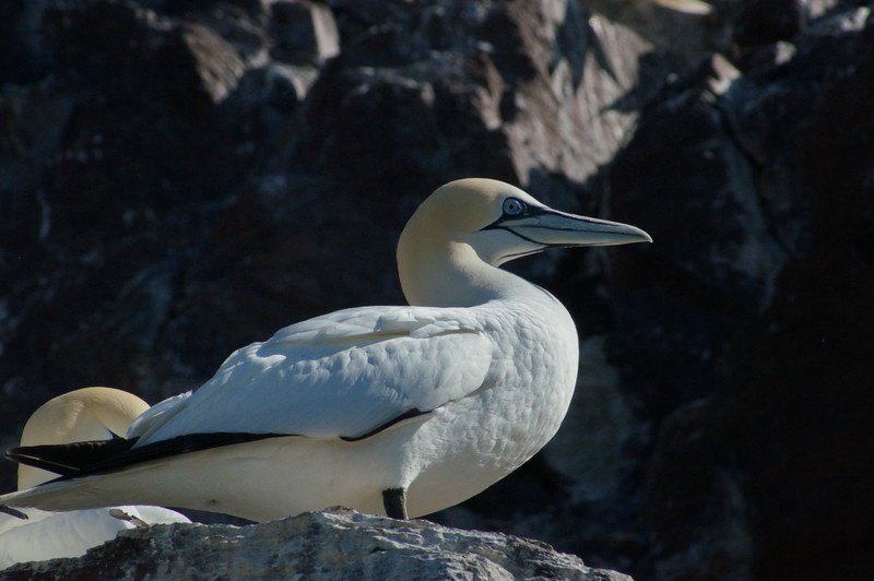 Gannet, Bass Rock