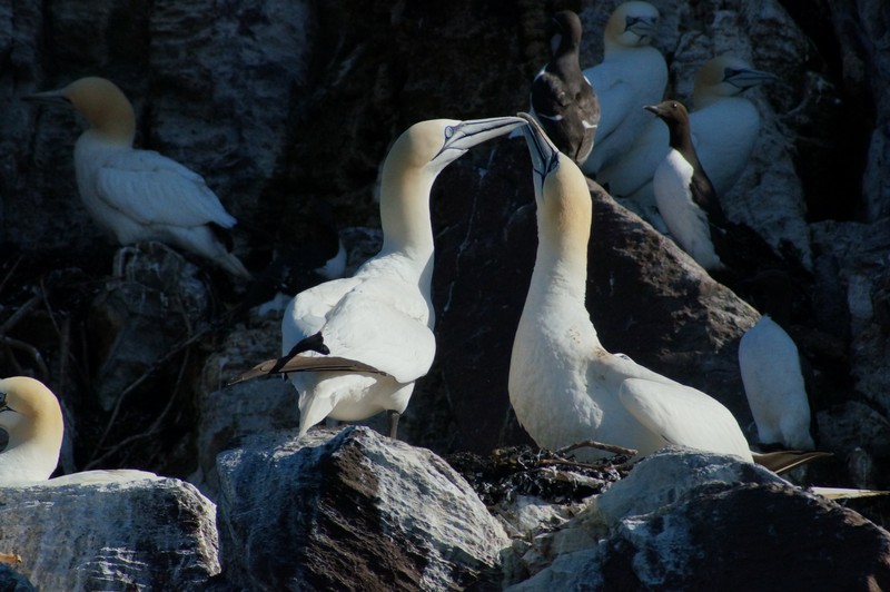 Gannets, Bass Rock