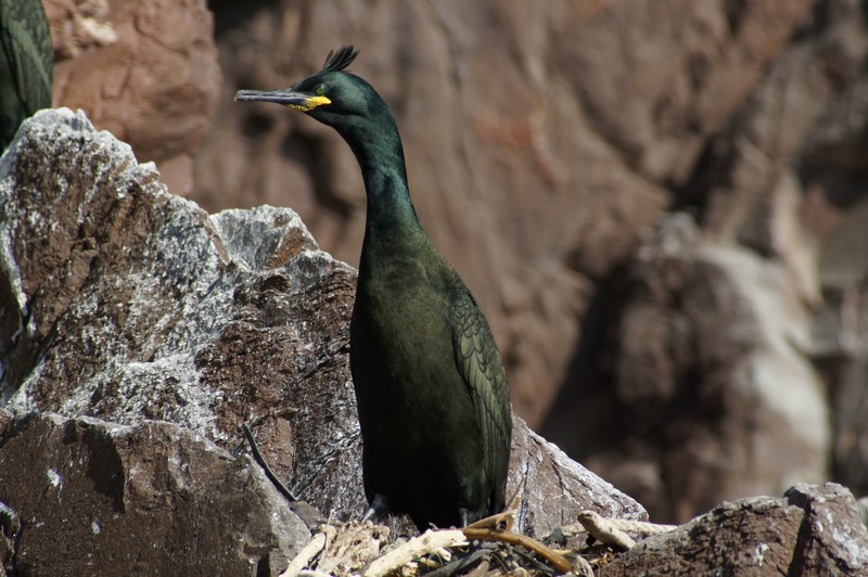 Shag, Bass Rock
