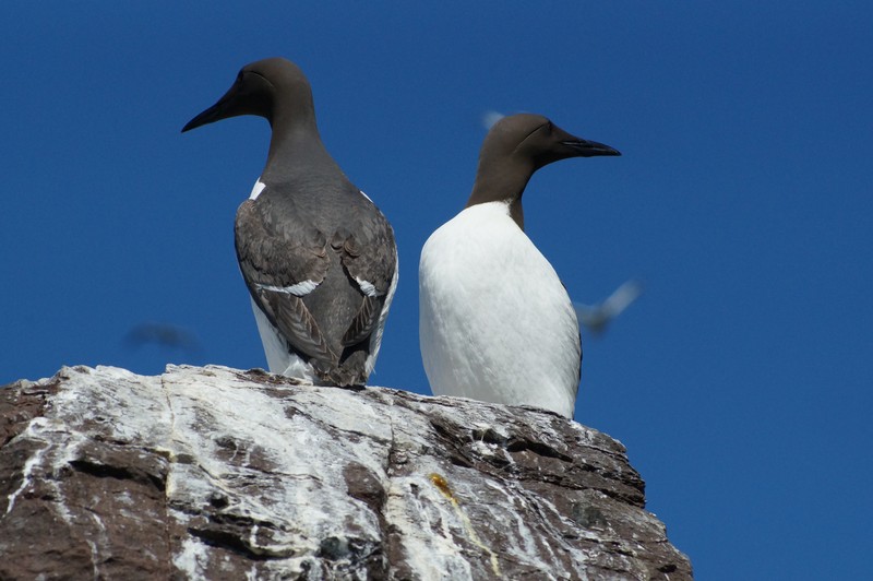 Guillemots, Bass Rock