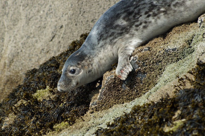 Grey Seal, Craigleith Island