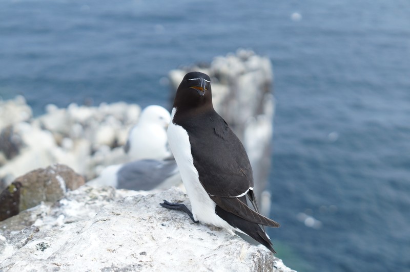 Razorbill, Inner Farne