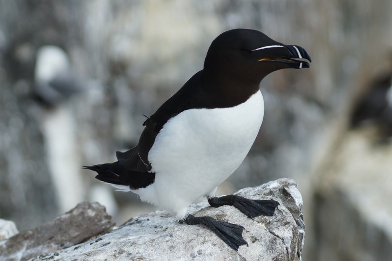 Razorbill, Inner Farne