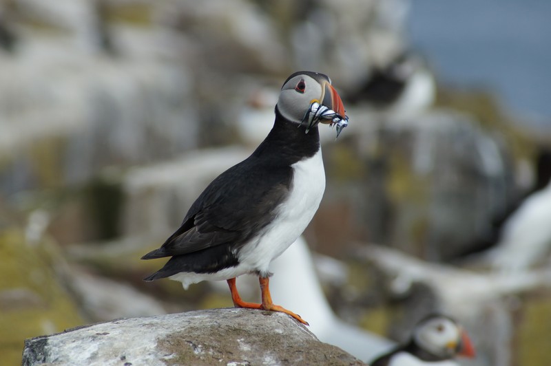 Atlantic Puffin, Inner Farne