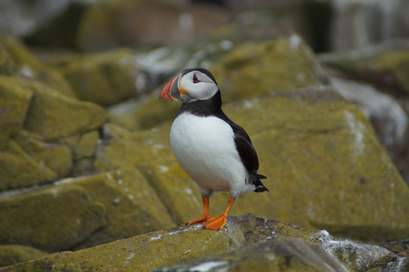 Atlantic Puffin, Inner Farne