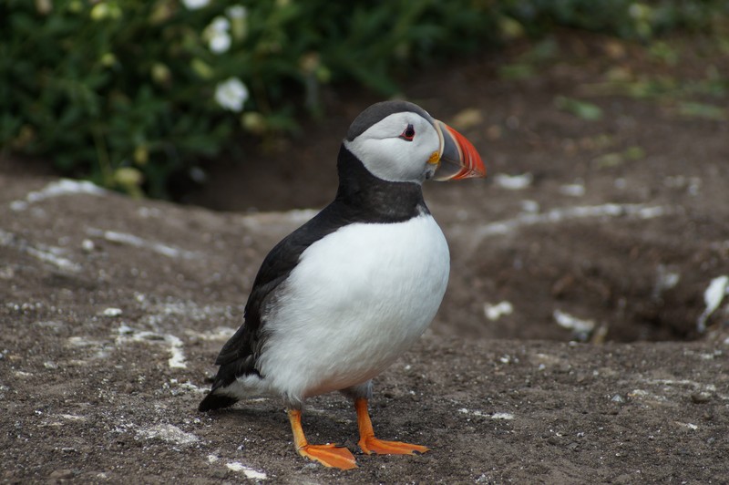 Atlantic Puffin, Inner Farne