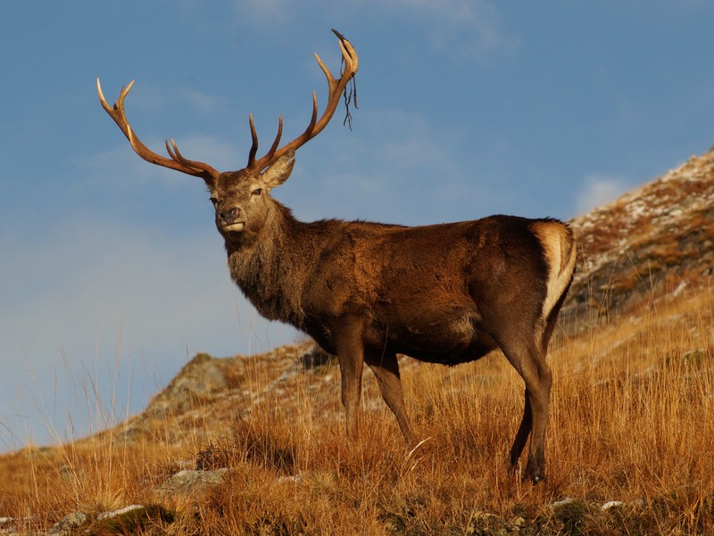 Stag, Glenquoich