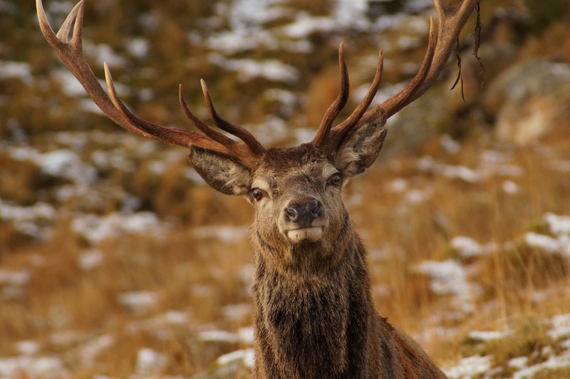 Stag, Glenquoich